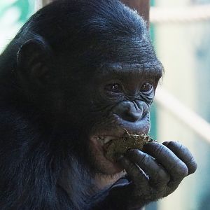 Bonobo (Pan paniscus), 2022-02-12