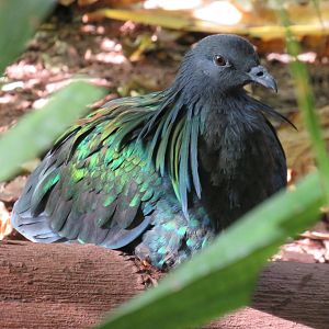 Nicobar pigeon