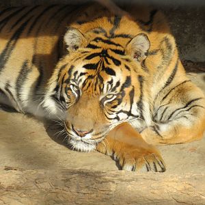 Sumatran tiger