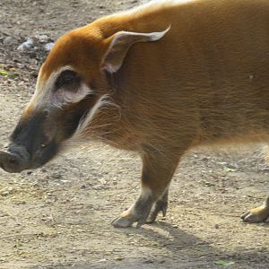 Red river hog
