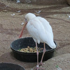 African spoonbill