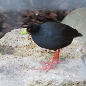 Black crake