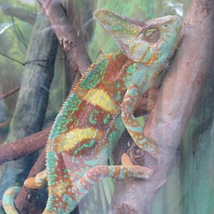 Veiled chameleon
