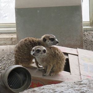 Meerkats