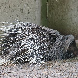 African crested porcupine