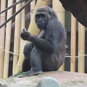 Western lowland gorilla