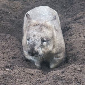 Southern hairy-nosed wombat