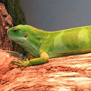 Fijian banded iguana