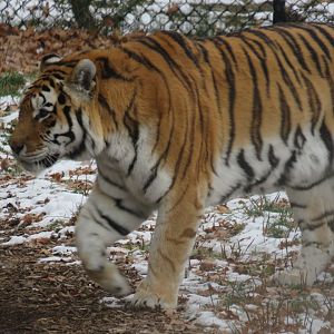 Amur tiger