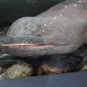 Chinese giant salamander