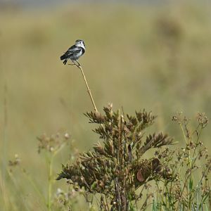 Cock-tailed Tyrant Alectrurus tricolor