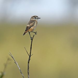 Cock-tailed Tyrant Alectrurus tricolor