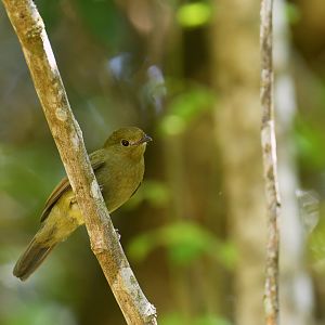 Helmeted Manakin Antilophia galeata (female)