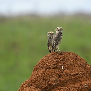 Burrowing Owl Athene cunicularia