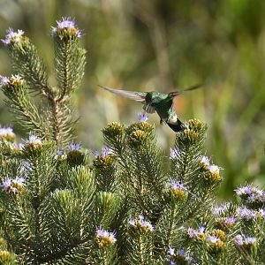 White-vented Violet-ear Colibri serrirostris