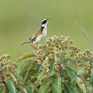 Black-masked Finch Coryphaspiza melanotis