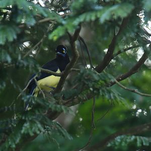 Plush-crested Jay Cyanocorax chrysops