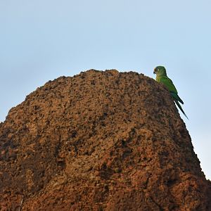 Peach-fronted Parakeet Eupsittula aurea
