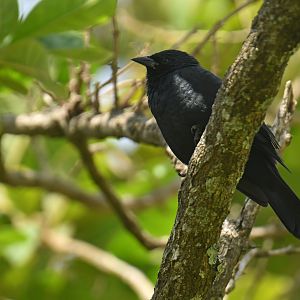 Chopi Blackbird Gnorimopsar chopi