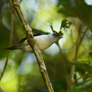 Pin-tailed Manakin Ilicura militaris