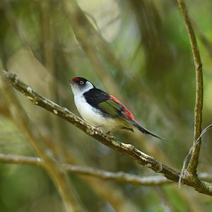 Pin-tailed Manakin Ilicura militaris