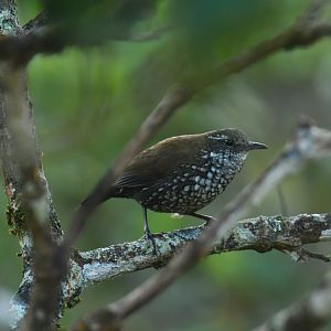 Sharp-tailed Streamcreeper Lochmias nematura