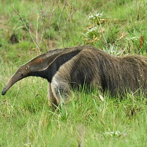 Giant anteater (Myrmecophaga tridactyla)