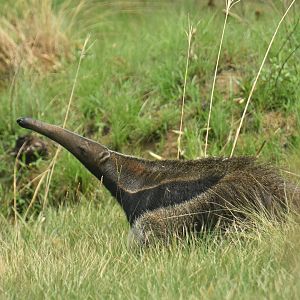Giant anteater (Myrmecophaga tridactyla)