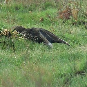 Giant anteater (Myrmecophaga tridactyla)