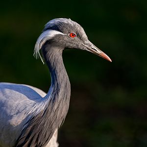 Demoiselle Crane/ Hamerton / 16-11-22