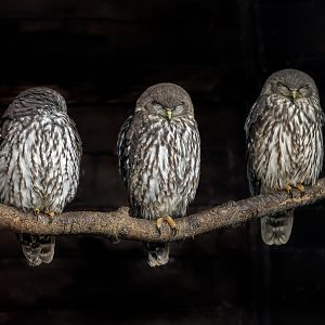Barking Owls / Hamerton / 16-11-22