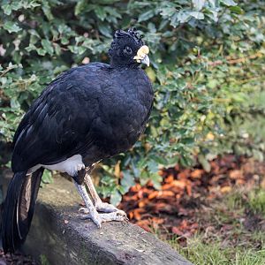 Great Curassow (M) / Hamerton / 16-11-22