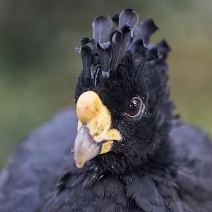 Great Curassow (M) / Hamerton / 16-11-22