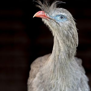 Red-legged Seriema / Hamerton / 16-11-22