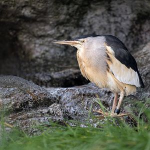 Little Bittern / Hamerton / 16-2-11-22