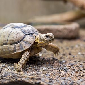Egyptian Tortoise / Hamerton / 2-11-22