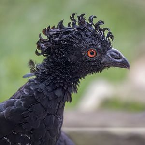 Daubenton's or Yellow-Knobbed Curassow (F) / Hamerton / 2-11-22