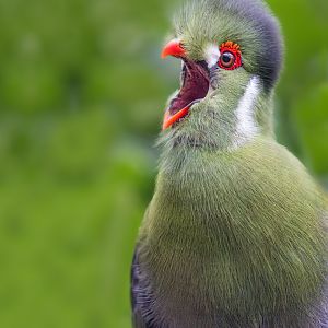 White-cheeked Turaco / Hamerton / 2-11-22