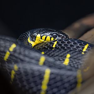 Mangrove Snake / Hamerton / 2-11-22