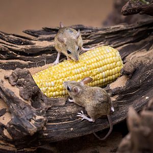 Spinifex Hopping Mice / Hamerton / 2-11-22