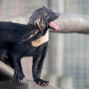 Tayra / Hamerton / 19-10-22