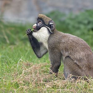 Lesser spot-nosed Guenon / Hamerton / 19-10-22
