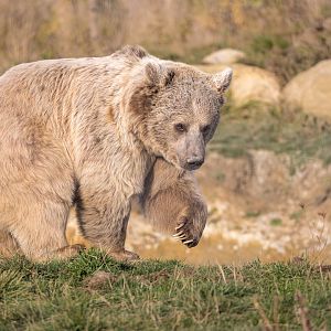 Syrian Brown Bear / Hamerton / 19-10-22