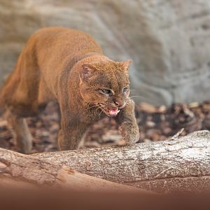 Jaguarundi (F) / Hamerton / 19-10-22