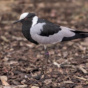Blacksmith Plover / Hamerton / 19-10-22