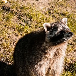 Raccoon