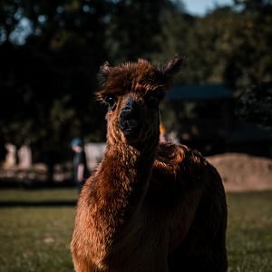 Young Alpaca