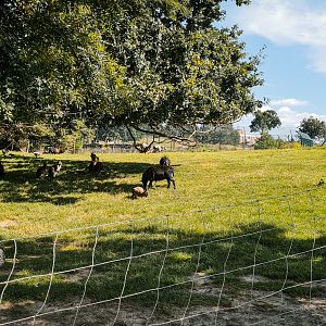 Wallaby, Sheep and Emu resting area