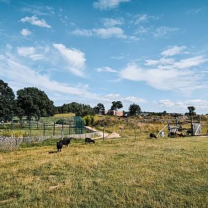 Overview from inside the Wallaby enclosure