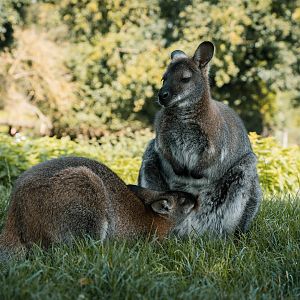 Wallaby with joey